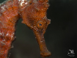 Eye of a Longsnout Seahorse by Henley Spiers 